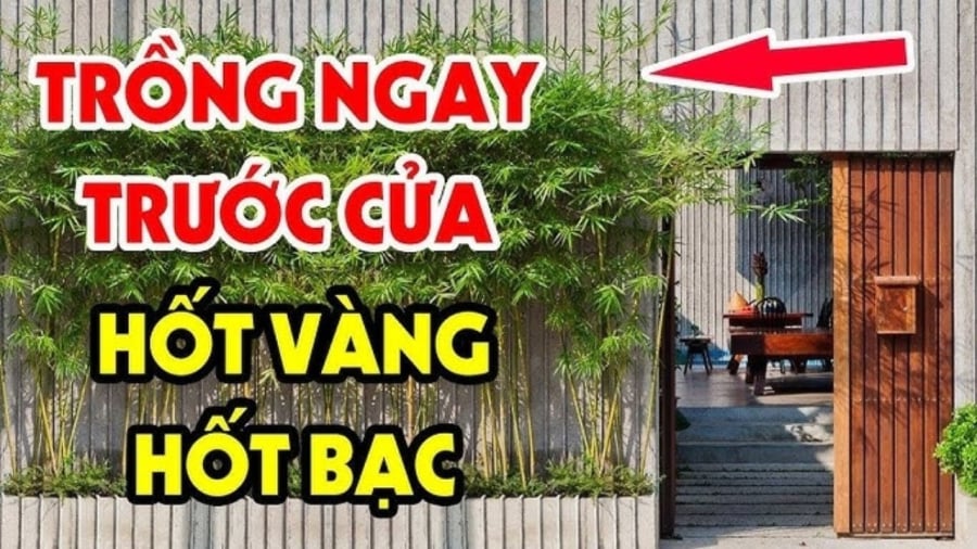 Một số loại cây tốt cho phong thủy Shbet111 slot, casino, thể thao, xổ số
