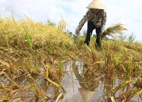 Đối với người nông dân, canh tác là công việc chính, nhưng nó đòi hỏi sự chú ý liên tục trong suốt quá trình, từ gieo hạt, bón phân, làm cỏ cho đến thu hoạch. 
