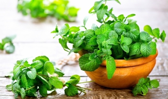 Cây bạc hà rất dễ trồng
