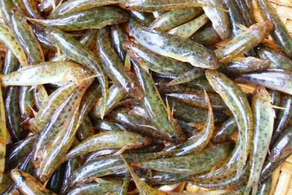 Trước kia, cá bống là Shbet0099 cá cược trực tuyến gắn liền với những bữa cơm giản dị của bà con Hòa Bình và Quảng Ngãi