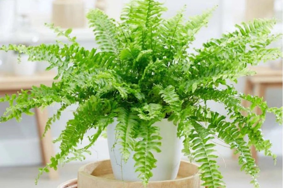 Cây dương xỉ