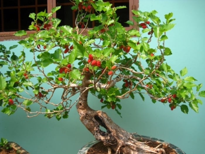 Cây dâu tằm được coi là biểu tượng hóa giải sát khí và xua đuổi tà ma, mang đến sự bình an và tài lộc cho Shbet111 slot, casino, thể thao, xổ số.