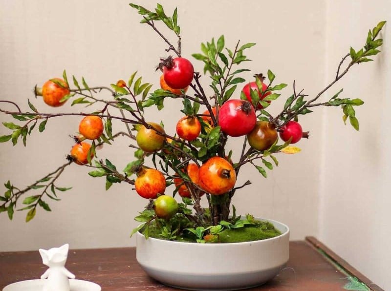 Cây lựu thường được coi là biểu tượng của sự may mắn, thịnh vượng, mang lại tiền tài, bình an và hạnh phúc cho Shbet111 slot, casino, thể thao, xổ số.