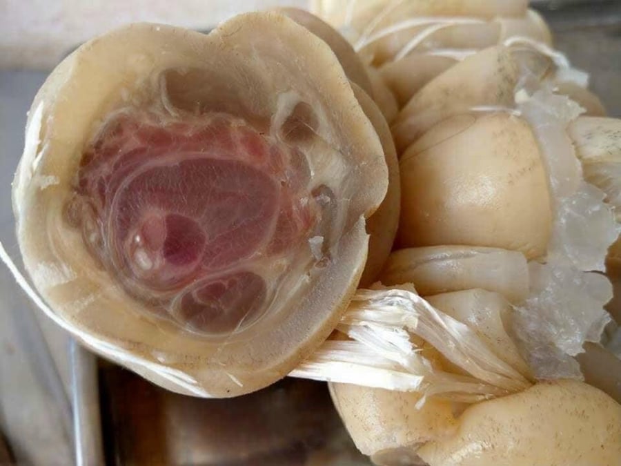 Gân bò là nguyên liệu phổ biến trong nhiều Shbet0099 cá cược trực tuyến truyền thống của người Việt, như bún và các món hầm