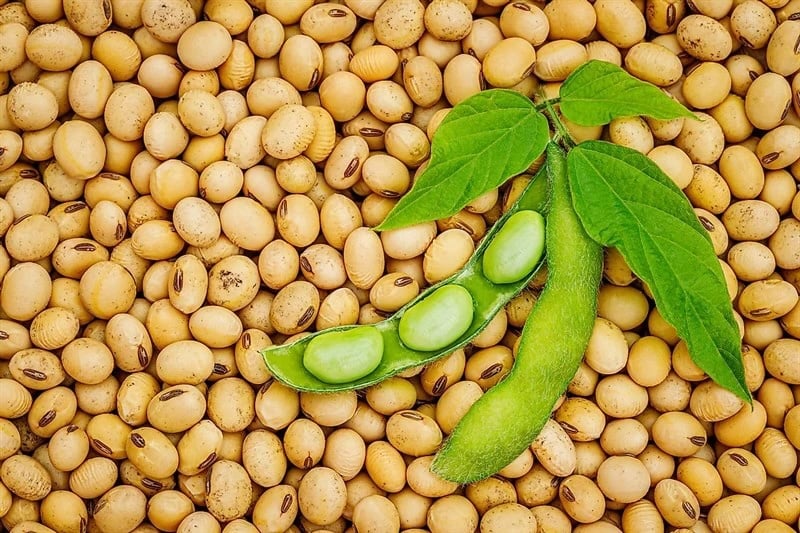 Protein trong đậu nành cũng giúp bạn cảm thấy no lâu hơn, ngăn cản cảm giác thèm ăn những thực phẩm chứa carbohydrate có đường