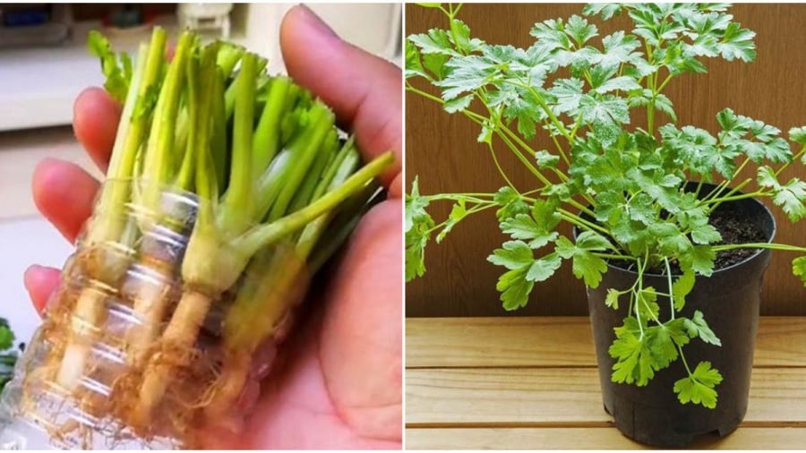 Ném bỏ rễ rau mùi vào thùng rác, phí của: Cắm vào chai nhựa, rau xanh mơn mởn chẳng tốn tiền mua
