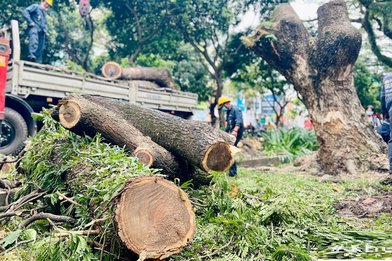 Việc duy trì những cây này không chỉ giúp bảo vệ ngôi nhà khỏi những điều không tốt mà còn thể hiện sự tôn kính đối với các giá trị văn hóa truyền thống.    