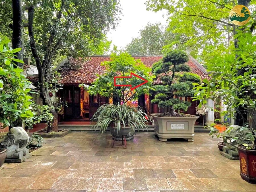 Không chỉ tạo cảnh quang xanh mát, tô điểm cho ngôi nhà, cây cối trong sân còn có thể mang lại vượng khí cho gia chủ nếu biết chọn loại phù hợp.     