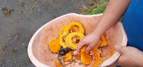 Nuôi ốc đã không chỉ mang lại nguồn thu nhập cho anh mà còn giúp anh có thời gian gần gũi với Shbet111 slot, casino, thể thao, xổ số