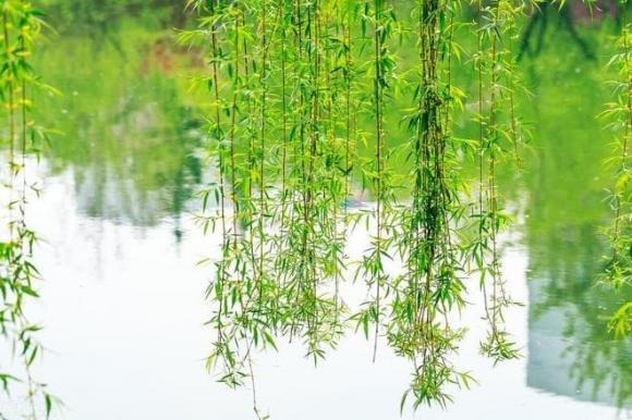 Cây liễu là loại cây mang biểu tượng âm tính, thường được sử dụng trong các lễ cúng Link nhập code shbet https freecode shbet pages dev và an táng.