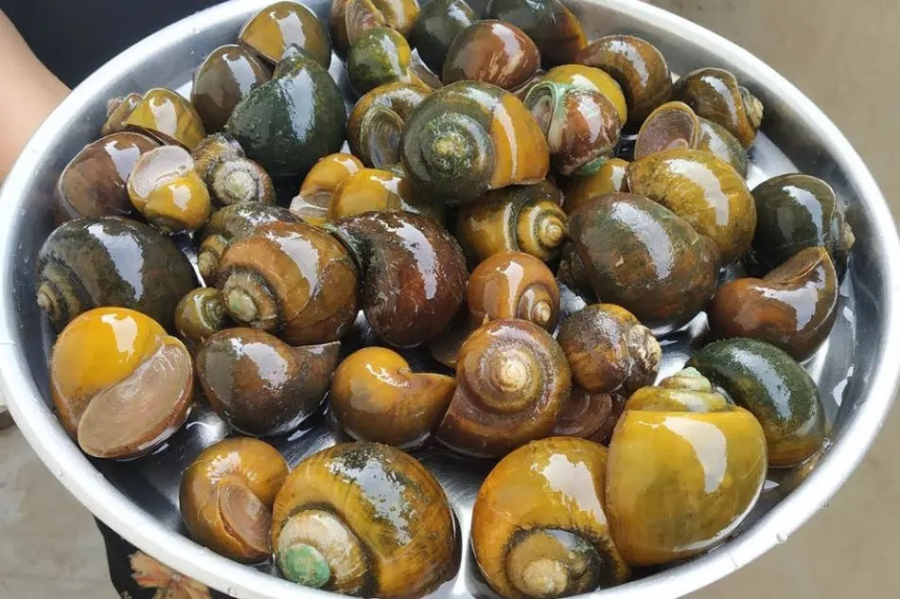 Loại ốc ngon nhất để luộc ăn là ốc đá, ốc vặn và ốc mít.    