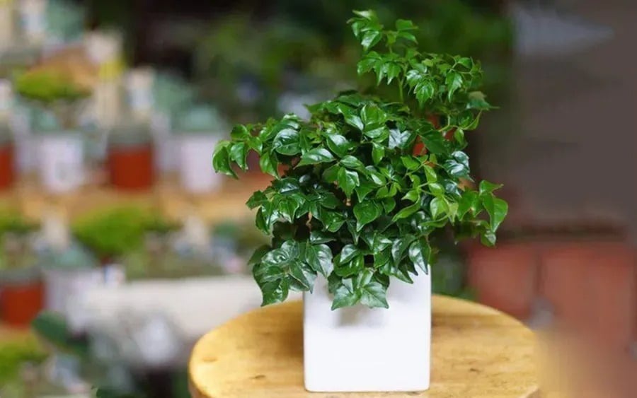 Cây hạnh phúc mang ý nghĩa khác biệt so với cây kim tiền, nó đại diện cho sự hòa thuận, hạnh phúc trong Shbet111 slot, casino, thể thao, xổ số.