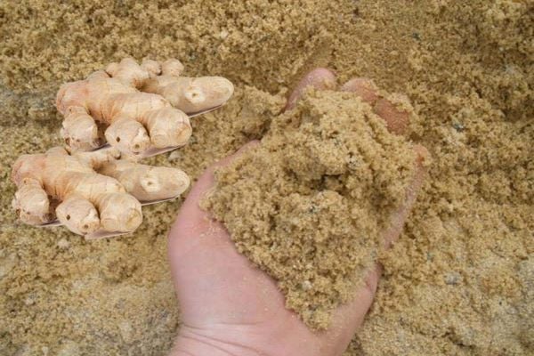 Với phương pháp này, gừng có thể giữ được độ tươi ngon trong khoảng 6 tháng
