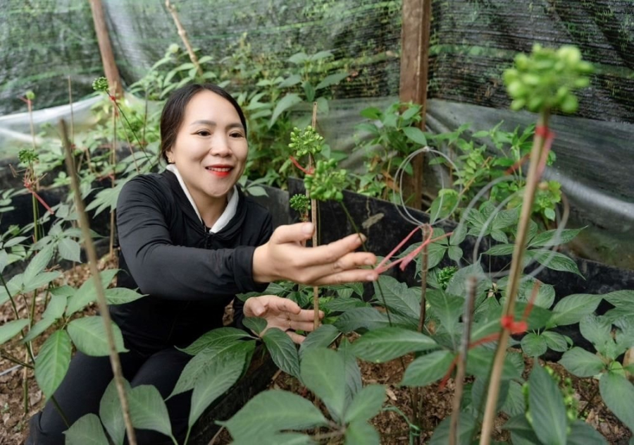 Vườn ươm bảo tồn giống sâm Ngọc Linh của tỉnh Quảng Nam.