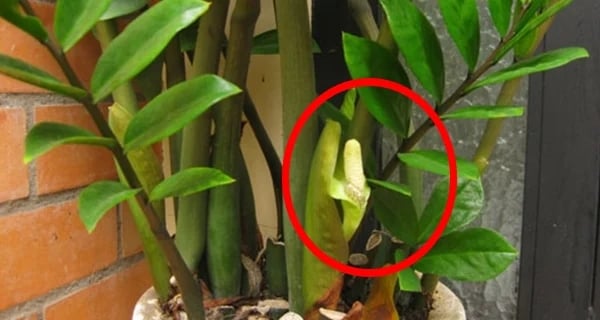 Mẹo chăm kim tiền sớm nở hoa