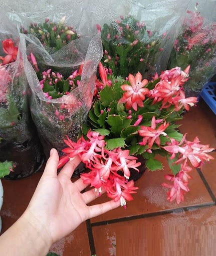 Ngũ hoa vào cửa, phúc lành rời đi - tai họa kéo về, trong đó có hoa lan  