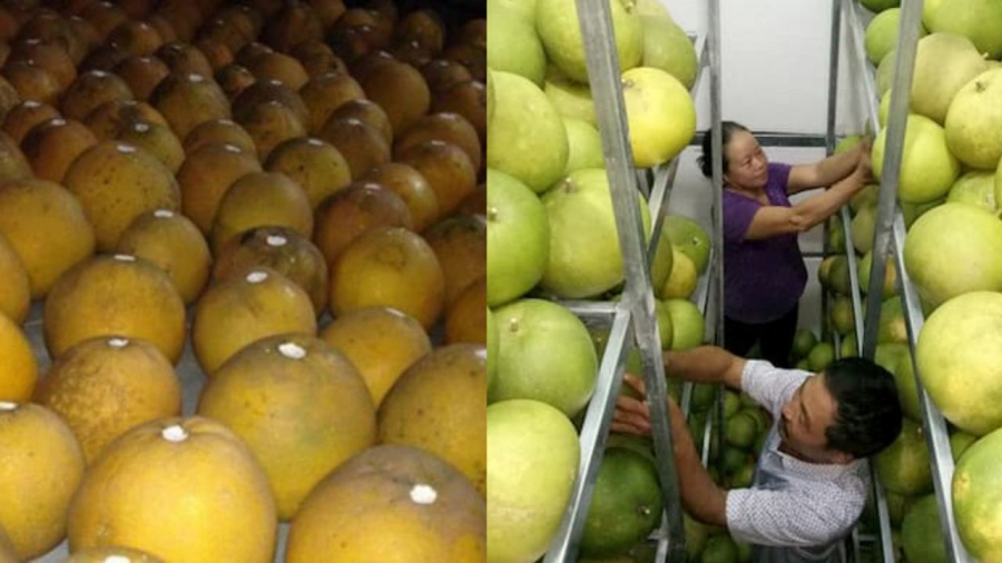 Quét vôi, đặt trên giàn thoáng là cách bảo quản bưởi