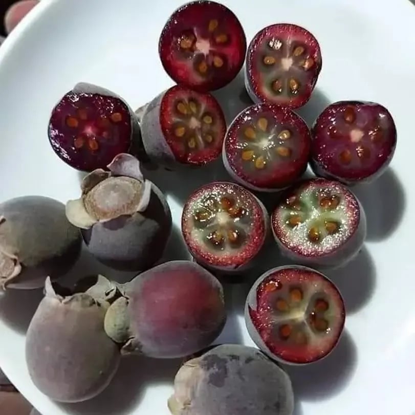 Uống trà sim rừng hàng ngày không chỉ giúp tái tạo máu mà còn hỗ trợ chống xuất huyết, ngăn ngừa suy nhược Sh88bet đăng ký miễn phí, mang lại sức khỏe dồi dào cho mẹ và bé