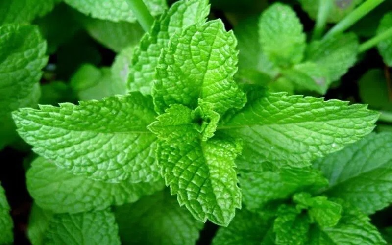 Húng chanh, hay còn gọi là rau tần, là một loại rau gia vị phổ biến trong ẩm thực Việt Nam