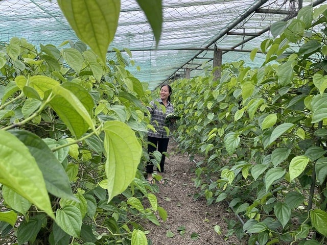 Cây trầu không được cho là mang lại may mắn, tài lộc và sự bình yên cho gia chủ. Nó giúp Shbet111 slot, casino, thể thao, xổ số thu hút tài lộc, công danh và ngăn chặn những điềm xấu.