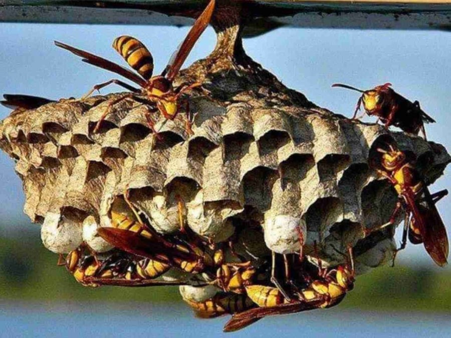 Ong là loài vật được cho là mang nguồn năng lượng “dương” mạnh mẽ.