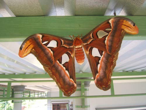 Bướm là loài côn trùng đa dạng màu sắc, từ những cánh bướm đơn sắc đến rực rỡ, thường sinh sống ở khu vực bụi rậm, nơi có nhiều phấn hoa để giúp cây cối thụ phấn. 