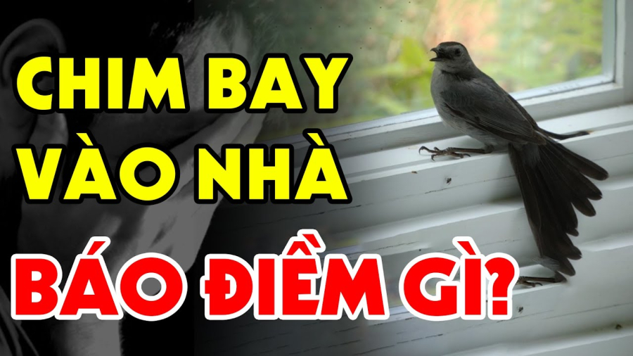 Phong thuỷ khi thấy chim bay vào nhà