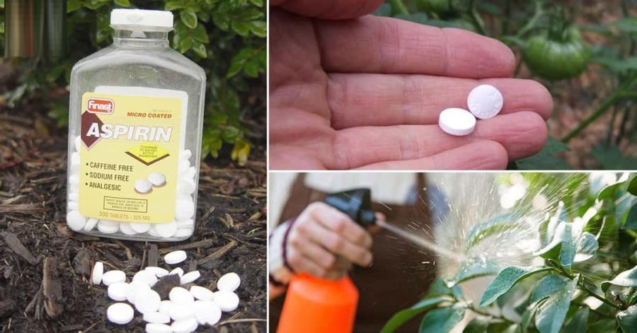 Aspirin, loại thuốc phổ biến trong tủ thuốc Shbet111 slot, casino, thể thao, xổ số, lại có tác dụng bất ngờ trong việc chăm sóc cây cảnh. 