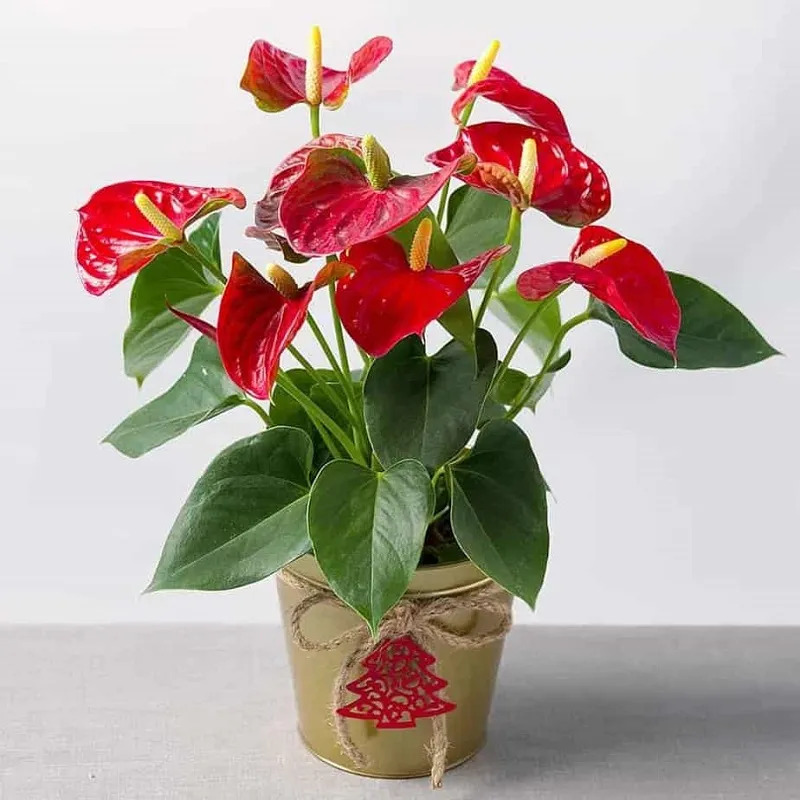 Hoa hồng môn tượng trưng cho tính cách nồng nhiệt, ấm áp và quyết đoán.