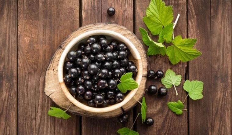 Quả lý chua đen là một nguồn dinh dưỡng tuyệt vời cho Sh88bet đăng ký miễn phí con người