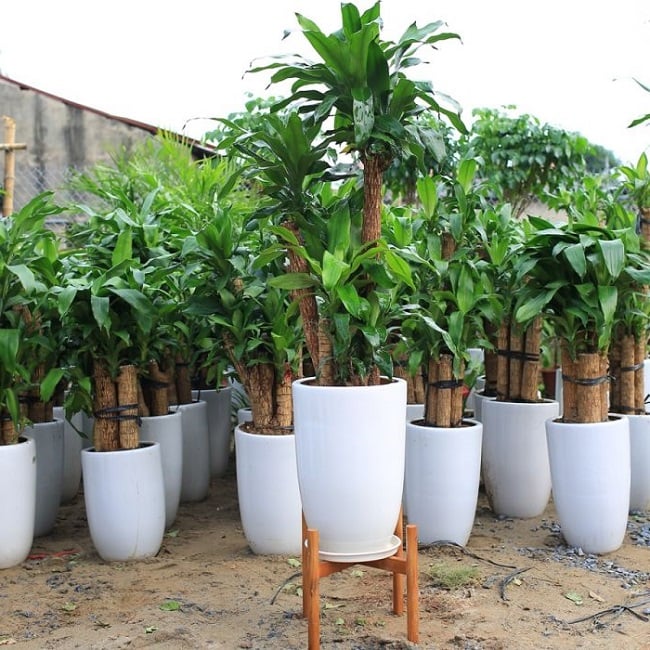 Làm thế nào để cây thiết mộc lan ra hoa?    