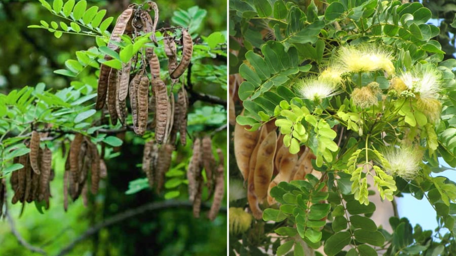 Cây bồ kết thường được người xưa trồng trong góc vườn.