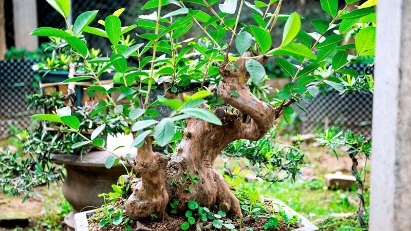 Cây ổi