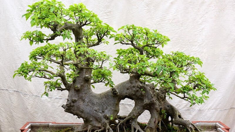 Cây khế