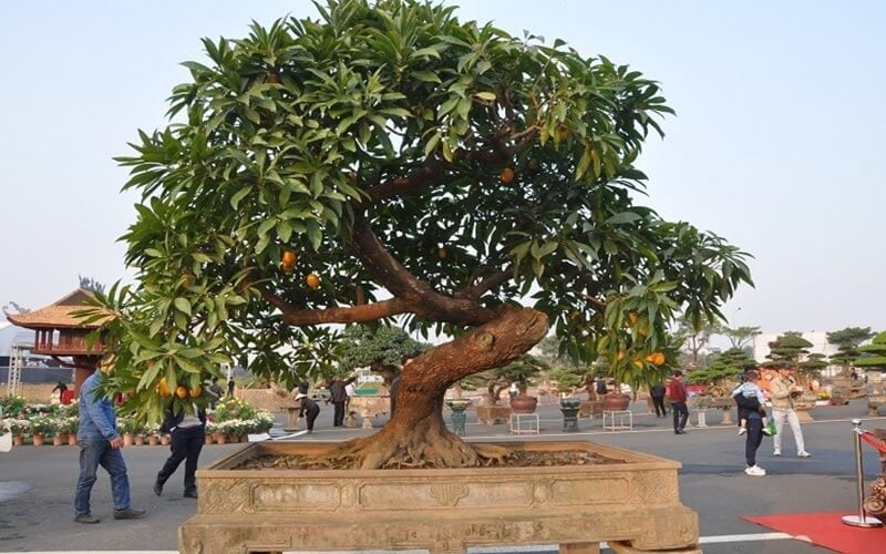Cây khế