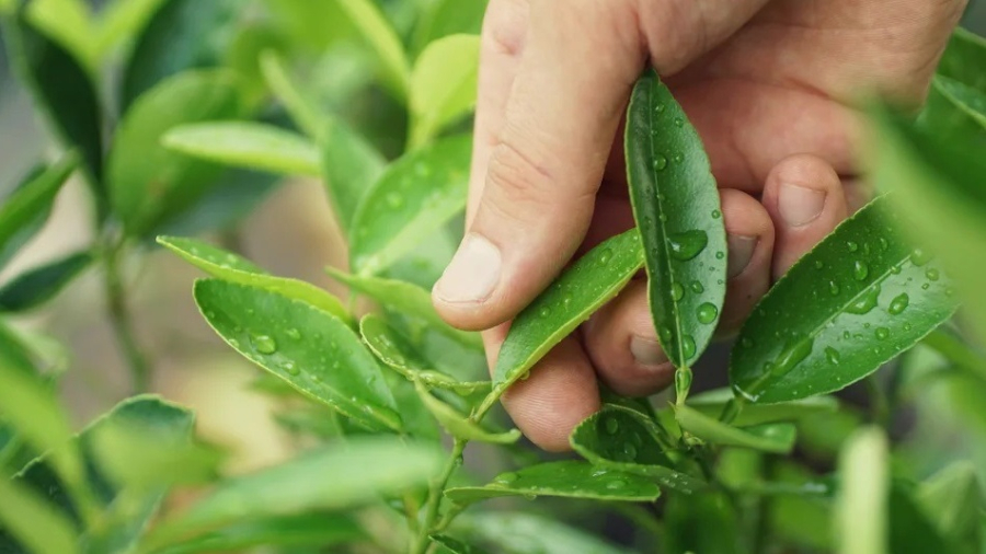 Lá chanh là 1 trong 3 loại rau gia vị ở Việt Nam mọc nhan nhản, sang nước ngoài đắt ngang sâm núi