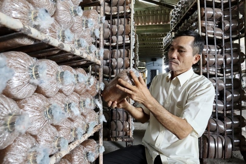 Từng bọc phôi nấm được kiểm tra kĩ lưỡng