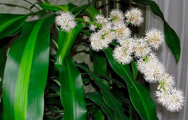 Thiết Mộc Lan là cây cảnh phong thủy