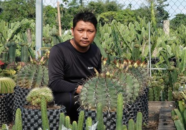 Nhận thấy tiềm năng của thị trường, anh Trọng đã tập trung vào việc trồng các giống xương rồng trang trí, mang lại hiệu quả kinh tế cao