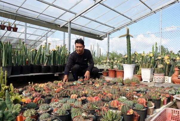 Những ngày đầu, anh Trọng thử nghiệm với một số lượng xương rồng nhỏ