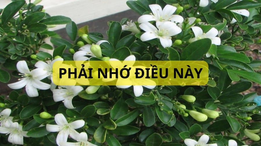 Cây nguyệt quế cảnh