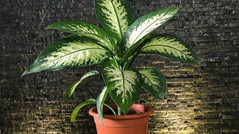 Vạn niên thanh là loại cây cảnh rất phổ biến tại Việt Nam