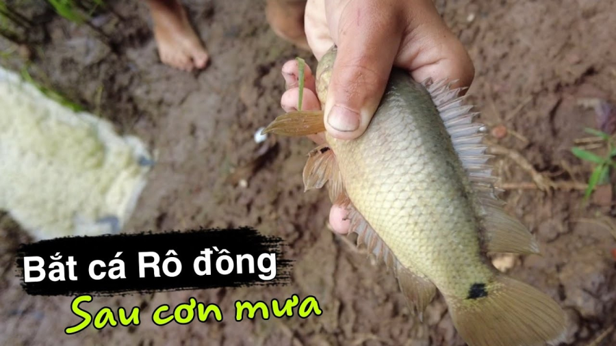 Loại cá ngọt thịt ít xương, chỉ sống tự nhiên, đi chợ thấy đừng tiếc tiền mua  