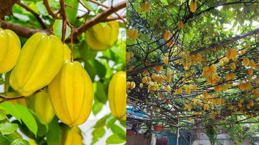 Trồng cây khế phải chú ý