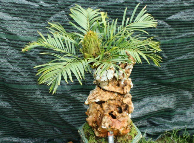 Giới bonsai ước tính rằng cây này có tuổi thọ trên 500 năm