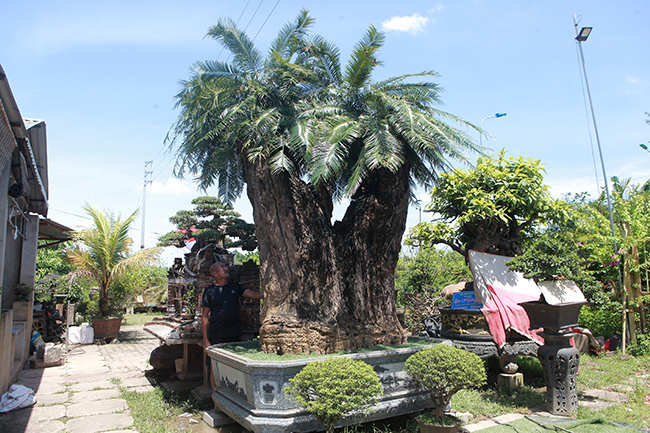 Cây thiên tuế mang tên 