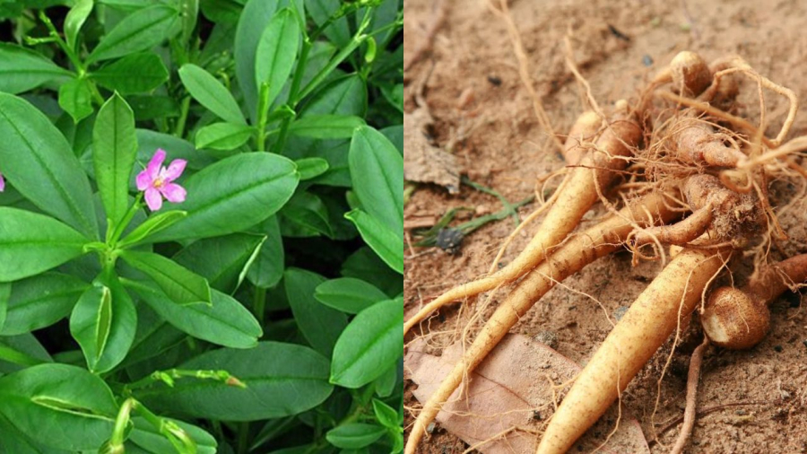 Sâm đất có lá như mồng tơi, củ như củ sâm