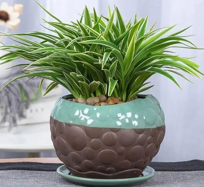 Theo truyền thống, cây lan chi là biểu tượng của sự bền bỉ, kiên cường, và sức mạnh không bị khuất phục bởi khó khăn và thử thách trong Shbet16 chơi game trực tuyến.    
