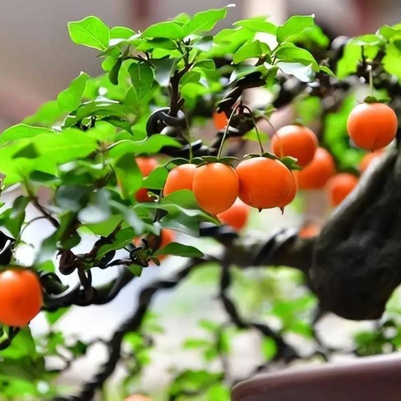 Trồng cây hồng đá trong nhà không chỉ làm tăng vẻ đẹp mà còn mang lại phúc lộc, trường thọ và phú quý cho Shbet111 slot, casino, thể thao, xổ số