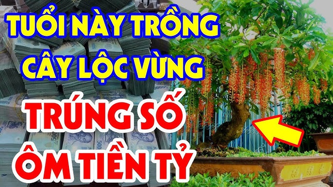 Tuổi nào hợp trồng cây lộc vừng?